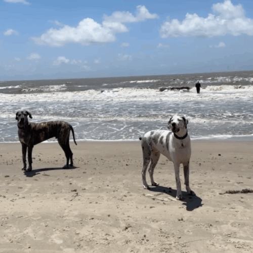 June 9, 2025 – Dior’s Last Day on 4 Legs